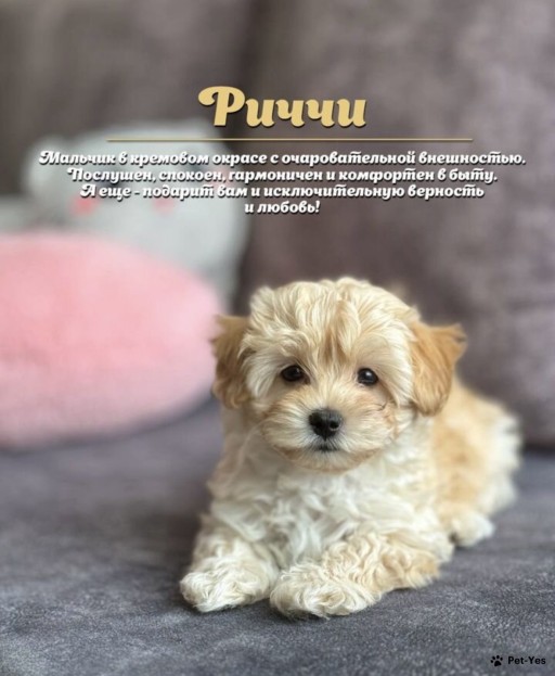 Изображение питомца