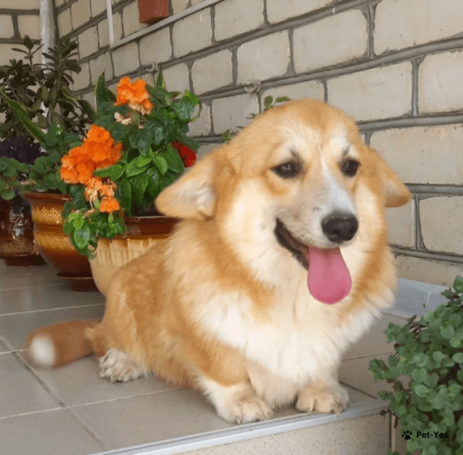 Изображение питомца