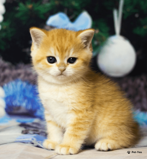 Изображение питомца