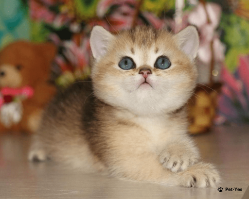 Изображение питомца