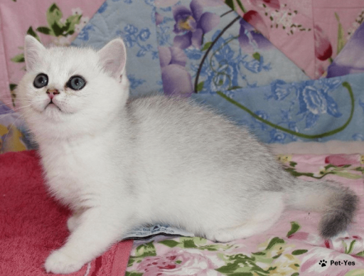 Изображение питомца