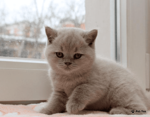 Изображение питомца