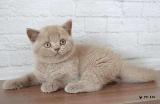 Изображение питомца