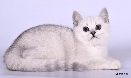 Изображение питомца