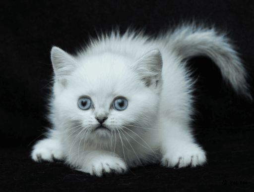 Изображение питомца