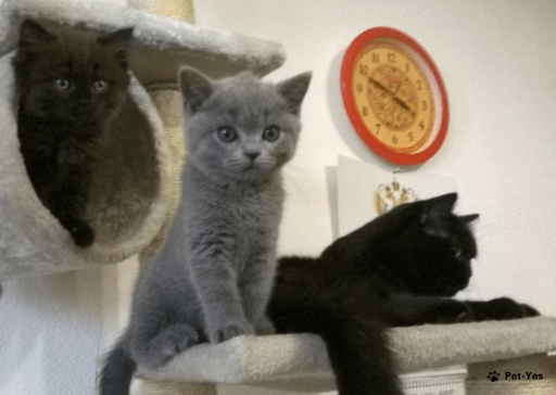 Изображение питомца