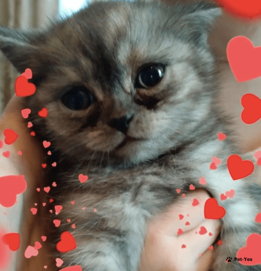 Изображение питомца