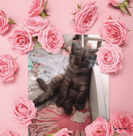 Изображение питомца