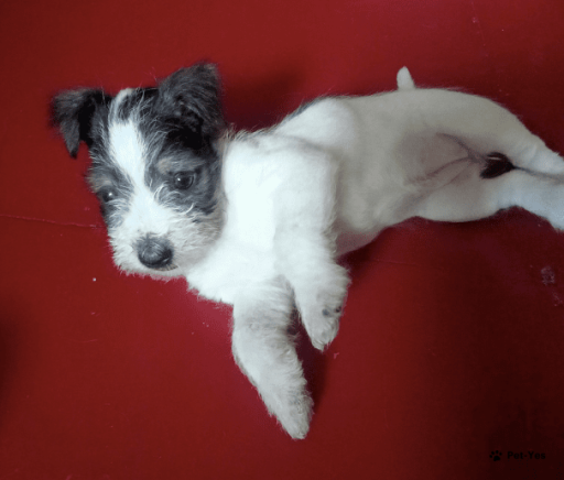 Изображение питомца