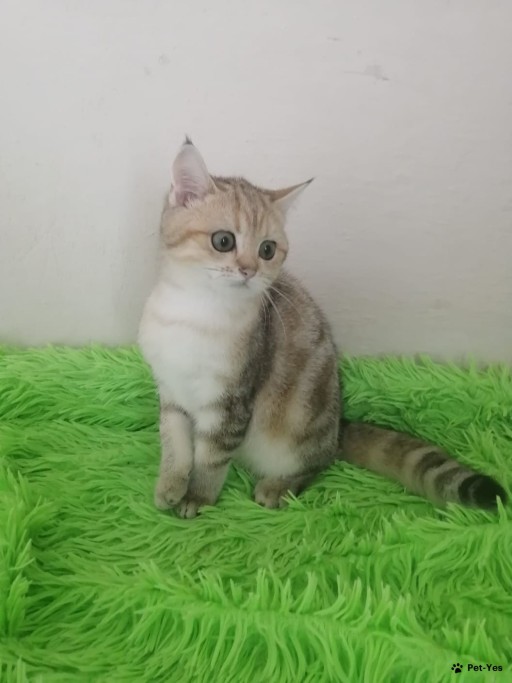 Изображение питомца
