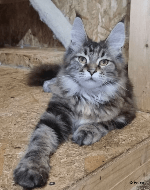 Изображение питомца