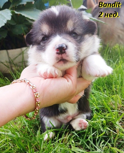 Изображение питомца