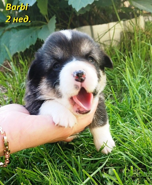 Изображение питомца