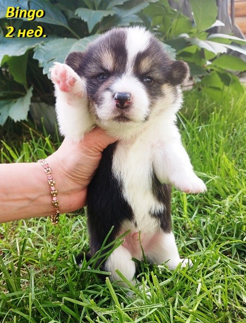 Изображение питомца