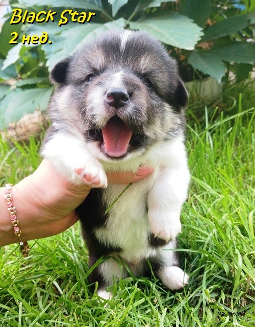 Изображение питомца