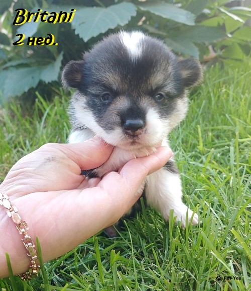 Изображение питомца