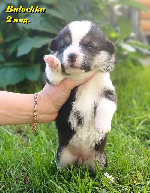 Изображение питомца