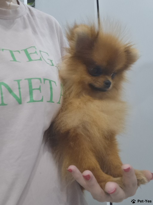 Изображение питомца