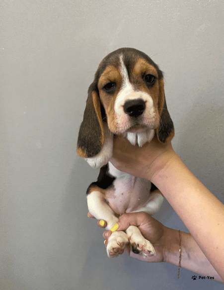 Изображение питомца