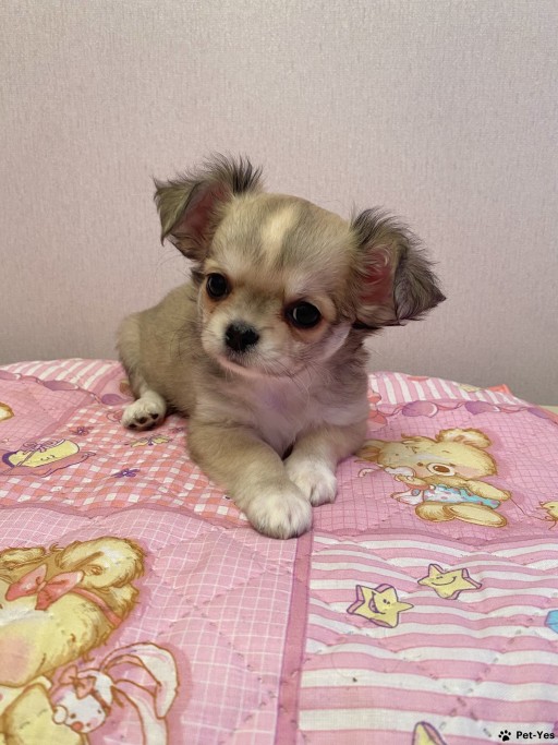 Изображение питомца