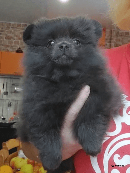 Изображение питомца