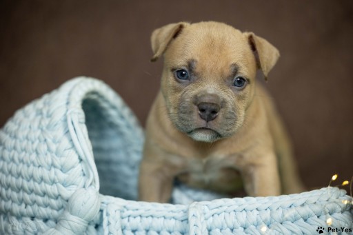 Изображение питомца