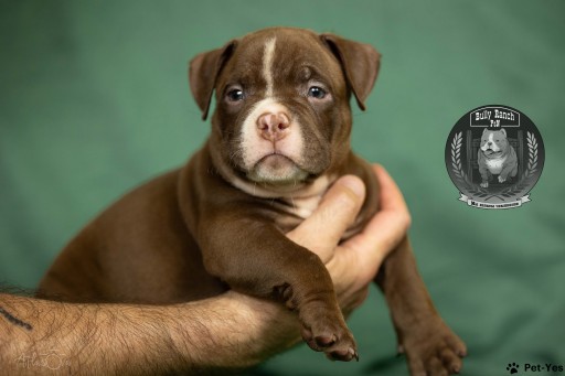 Изображение питомца