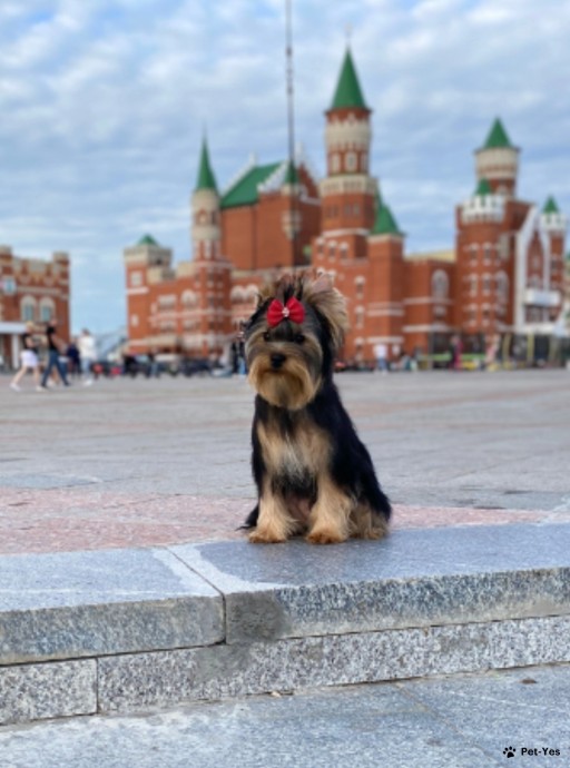Изображение питомца