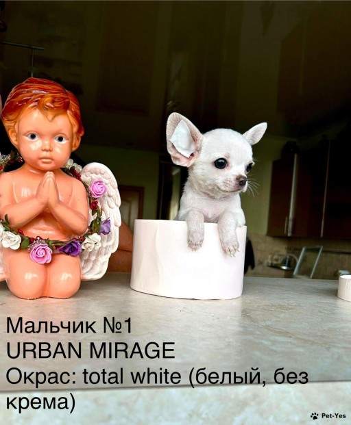 Изображение питомца