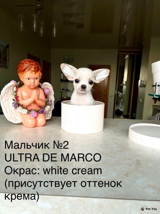 Изображение питомца