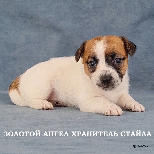 Изображение питомца