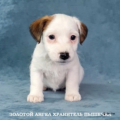 Изображение питомца