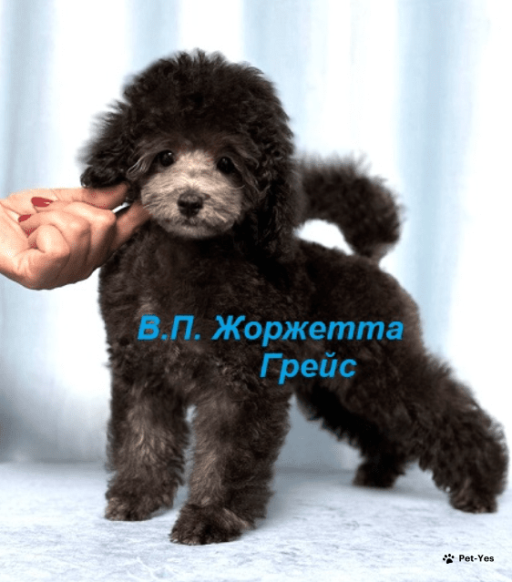 Изображение питомца