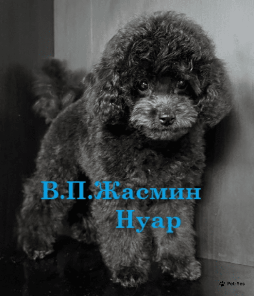 Изображение питомца