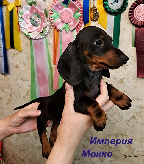 Изображение питомца