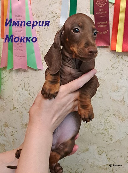 Изображение питомца