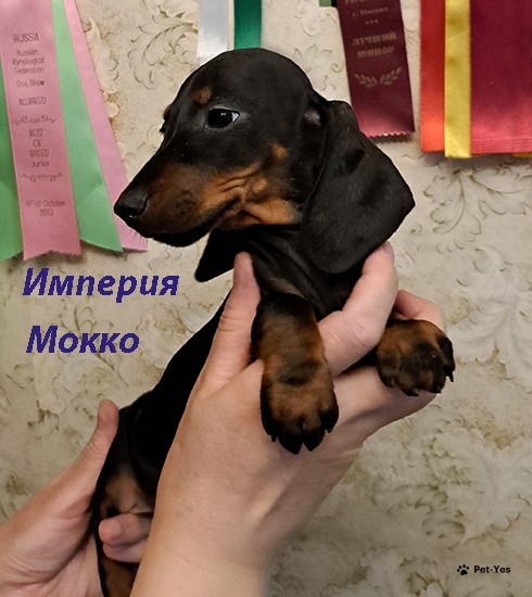 Изображение питомца