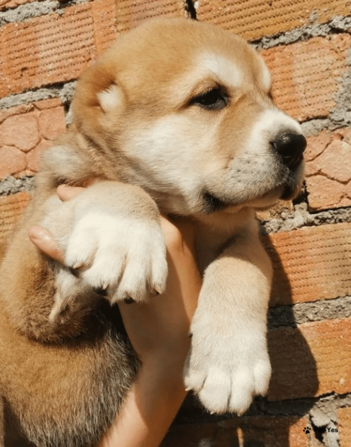 Изображение питомца
