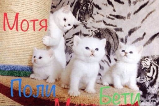 Изображение питомца