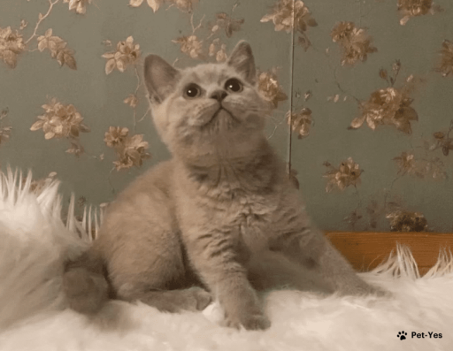 Изображение питомца