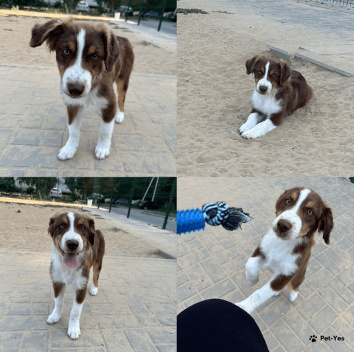 Изображение питомца