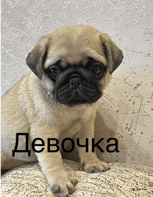 Изображение питомца