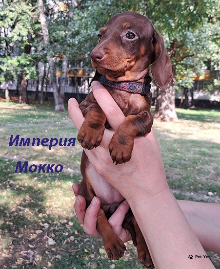 Изображение питомца