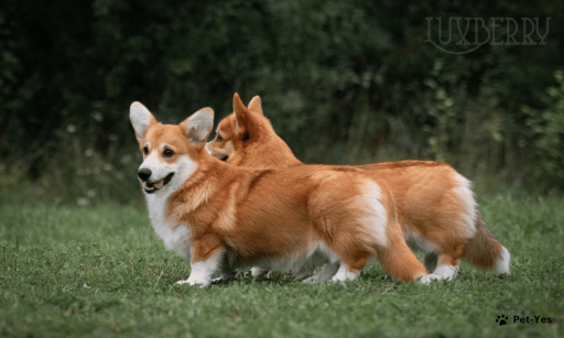 Изображение питомца