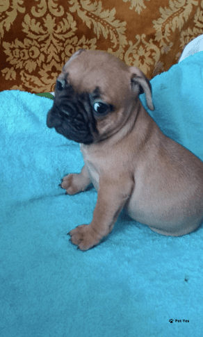 Изображение питомца