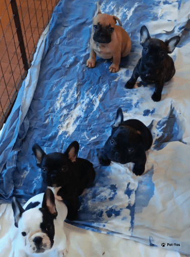 Изображение питомца