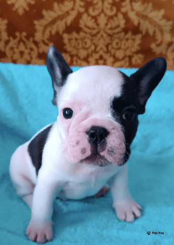 Изображение питомца