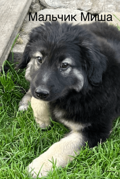 Изображение питомца