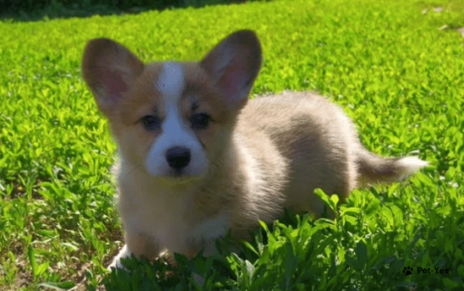 Изображение питомца