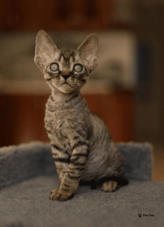 Изображение питомца